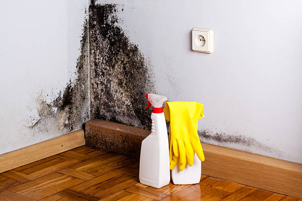 Professional Mold Remediation in Cutler Bay, FL